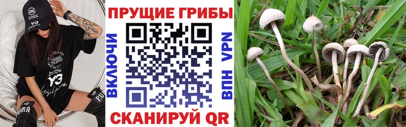 как найти наркотики  Спас-Деменск  Галлюциногенные грибы Psilocybine cubensis 